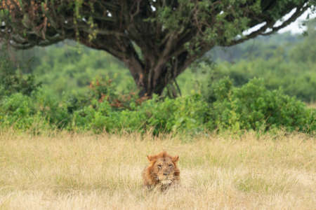 Panoramic landscape with lion, Ugandaの写真素材