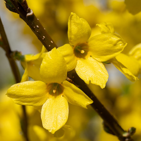Forsythia (Forsythia Ã intermedia), flowers of springtimeの写真素材