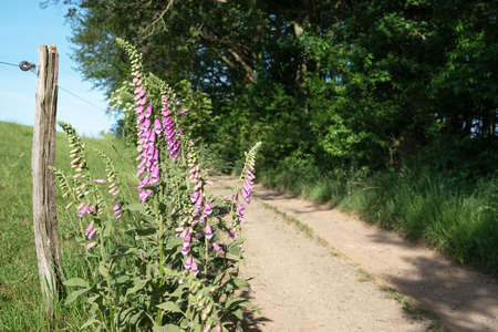 Long distance hiking trail Bergischer Panoramasteig, Bergisches Land, Germany