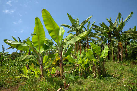 Panoramic image of banana field, agriculture in Ugandaの写真素材