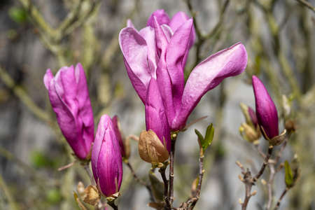 Tulip magnolia (Magnolia liliiflora), close up image of the flower headの写真素材