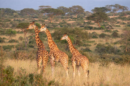 Baringo Giraffe (Giraffa camelopardalis), Murchison Falls National Park, Ugandaの写真素材