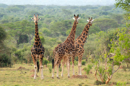 Baringo Giraffe (Giraffa camelopardalis), Murchison Falls National Park, Ugandaの写真素材