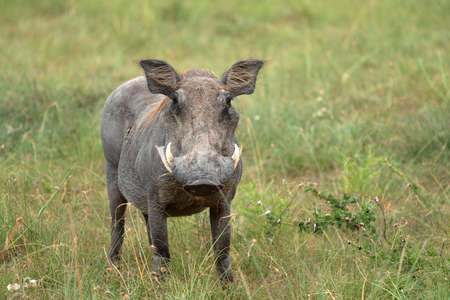 Warthog (Phacochoerus africanus), National Parks of Ugandaの写真素材