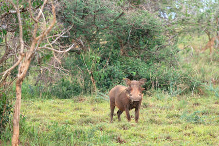 Warthog (Phacochoerus africanus), National Parks of Ugandaの写真素材