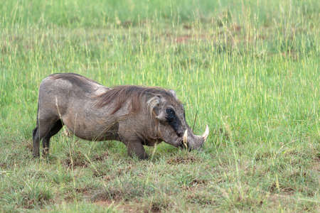 Warthog (Phacochoerus africanus), National Parks of Ugandaの写真素材