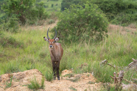 Defassa Waterbuck (Kobus defassa), Murchison Falls National Park, Ugandaの写真素材