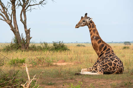 Baringo Giraffe (Giraffa camelopardalis), Murchison Falls National Park, Ugandaの写真素材