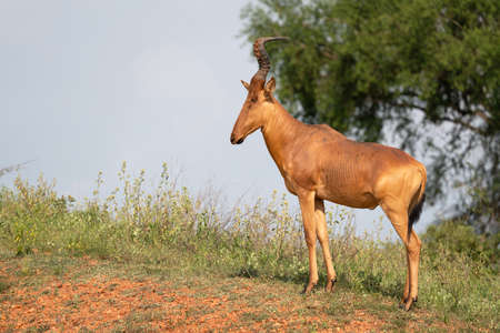 Hartebeest (Alcelaphus lelwel), Murchison Falls National Park, Ugandaの写真素材