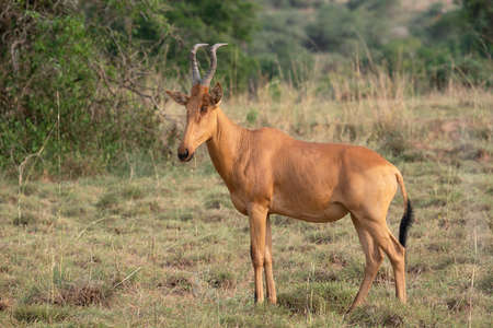 Hartebeest (Alcelaphus lelwel), Murchison Falls National Park, Ugandaの写真素材