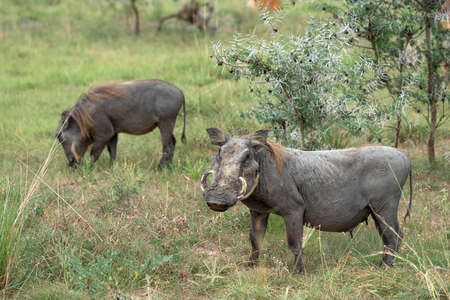 Warthog (Phacochoerus africanus), National Parks of Ugandaの写真素材
