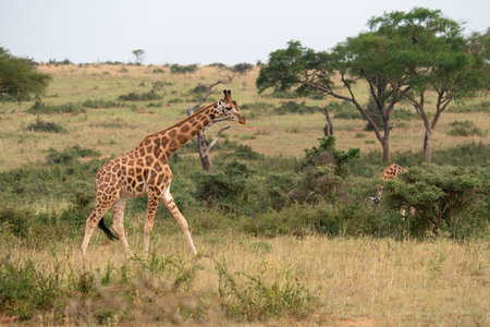 Baringo Giraffe (Giraffa camelopardalis), Murchison Falls National Park, Ugandaの写真素材