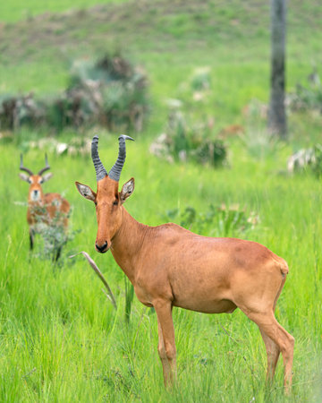 Hartebeest (Alcelaphus lelwel), Murchison Falls National Park, Ugandaの写真素材