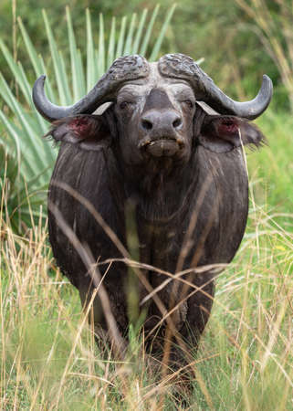 African buffalo (Syncerus caffer), National Parks of Ugandaの写真素材