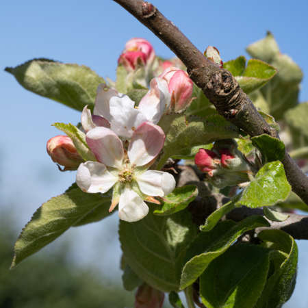 Apple tree (Malus domestica), blossoms of springtimeの写真素材