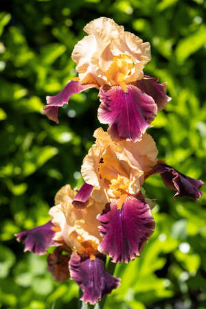 German iris (Iris barbata), close up image of the flower headの写真素材