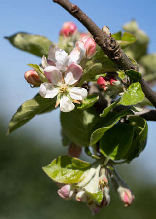Apple tree (Malus domestica), blossoms of springtimeの写真素材