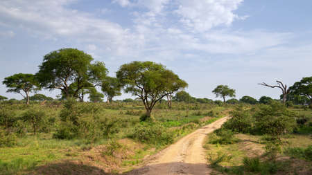 Panoramic scenic view into the landscape of Murchison Falls National Park, Ugandaの写真素材