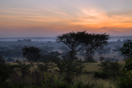 Panoramic image, sunrise at National Parks of Ugandaの写真素材