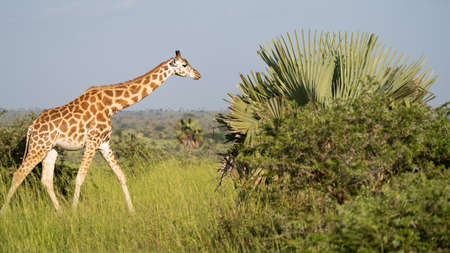 Baringo Giraffe (Giraffa camelopardalis), Murchison Falls National Park, Ugandaの写真素材