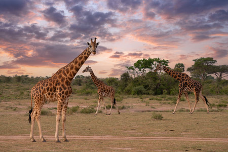 Baringo Giraffe (Giraffa camelopardalis), Murchison Falls National Park, Ugandaの写真素材
