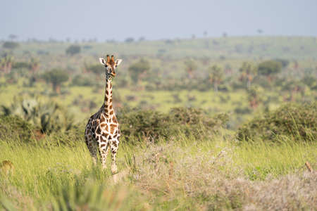 Baringo Giraffe (Giraffa camelopardalis), Murchison Falls National Park, Ugandaの写真素材