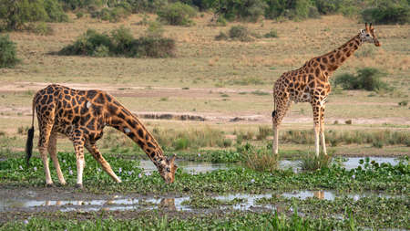 Baringo Giraffe (Giraffa camelopardalis), Murchison Falls National Park, Ugandaの写真素材