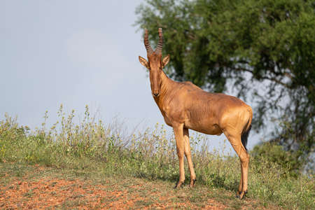 Hartebeest (Alcelaphus lelwel), Murchison Falls National Park, Ugandaの写真素材
