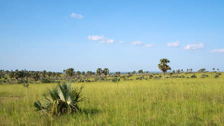 Panoramic scenic view into the landscape of Murchison Falls National Park, Ugandaの写真素材