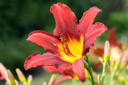 Day lily (Hemerocallis), close up of the flower headの写真素材