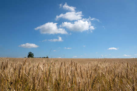 Close up image of a corn field on a sunny day against blue skyの写真素材