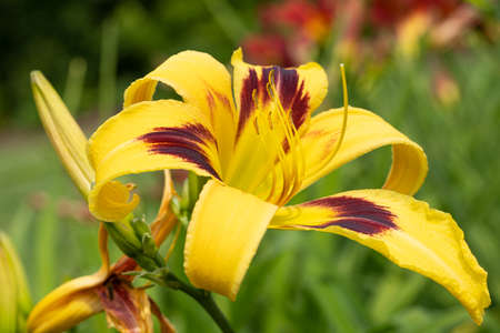 Day lily (Hemerocallis), close up of the flower headの写真素材