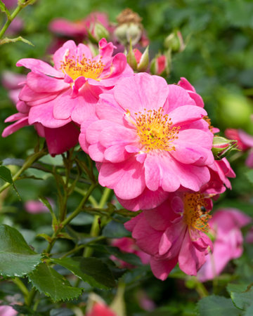 Close up image of rose blossom, bee-friendly flower of summerの写真素材