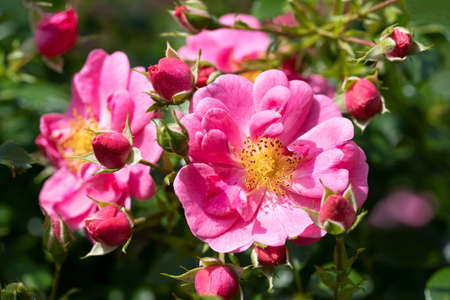 Close up image of rose blossom, bee-friendly flower of summerの写真素材