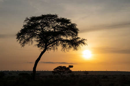 Panoramic image, sunrise at Murchison Falls National Park, Ugandaの写真素材