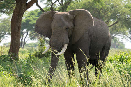 African elephant (Loxodonta africana), Murchison Falls National Park, Ugandaの写真素材