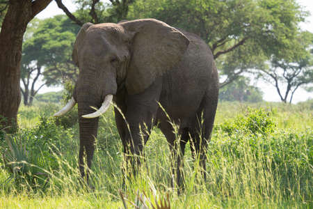 African elephant (Loxodonta africana), Murchison Falls National Park, Ugandaの写真素材