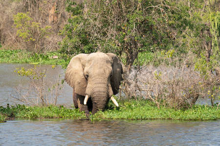 African elephant (Loxodonta africana), Murchison Falls National Park, Ugandaの写真素材