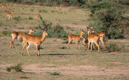Uganda Kob (Kobus thomasi), National Parks of Ugandaの写真素材