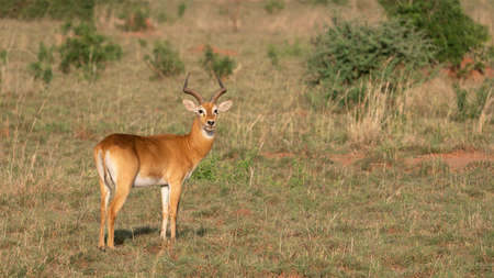 Uganda Kob (Kobus thomasi), National Parks of Ugandaの写真素材