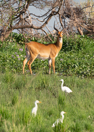 Uganda Kob (Kobus thomasi), National Parks of Ugandaの写真素材