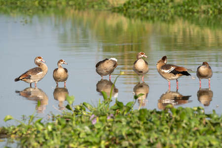 Egyptian goose (Alopochen aegyptiaca), Murchison Falls National Park, Ugandaの写真素材