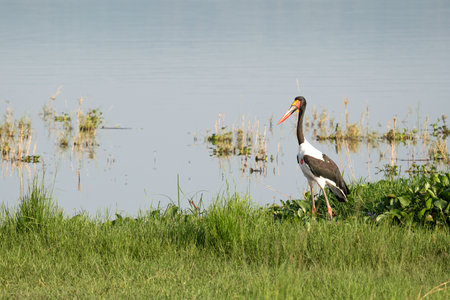 Saddle-bill stork (Ephippiorhynchus senegalensis), Murchison Falls National Park, Ugandaの写真素材