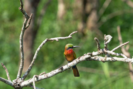 Red-throated bee-eater (Merops bulocki), Murchison Falls National Park, Uganda