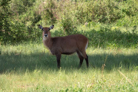 Defassa Waterbuck (Kobus defassa), Murchison Falls National Park, Ugandaの写真素材