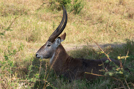 Defassa Waterbuck (Kobus defassa), Lake Mburo National Park, Ugandaの写真素材