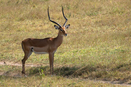 Impala (Aepyceros melampus), National Parks of Ugandaの写真素材