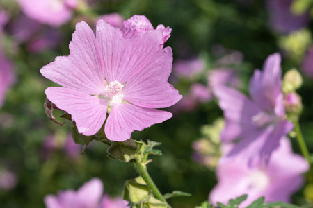 Close up image of common mallow (Malva sylvestris)の写真素材