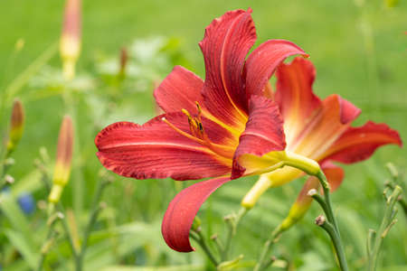Day lily (Hemerocallis), close up of the flower headの写真素材