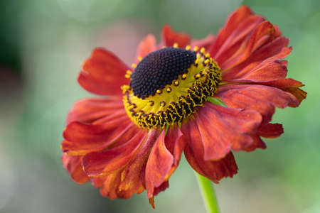 Helen's Flower (Helenium), flowers of summertimeの写真素材